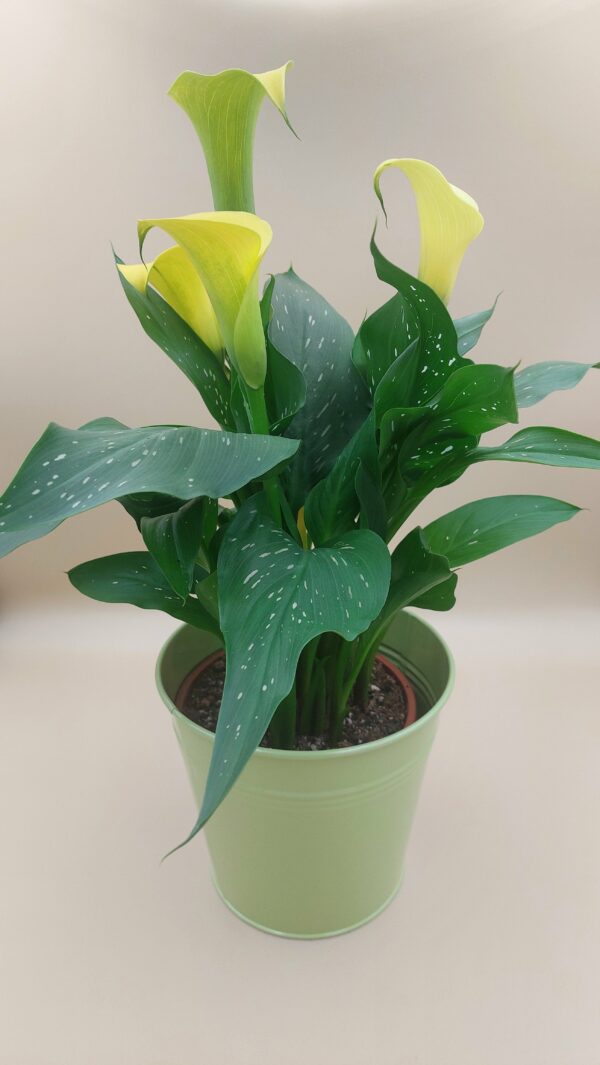 Plante du mois